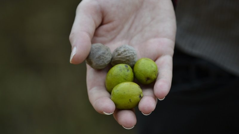 Fenntartható termesztés