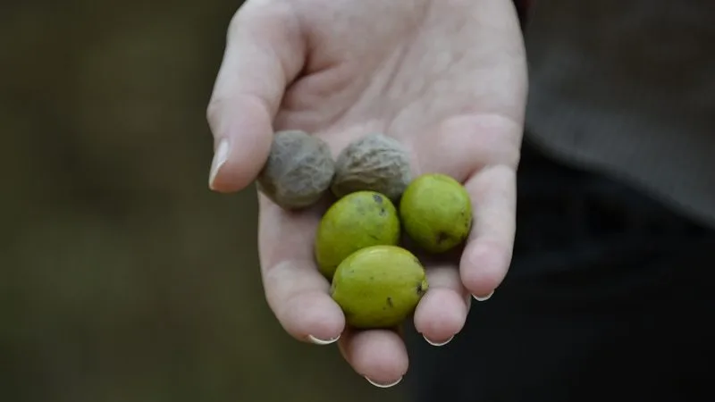 Frissen szedett mirobalán termés tenyérben